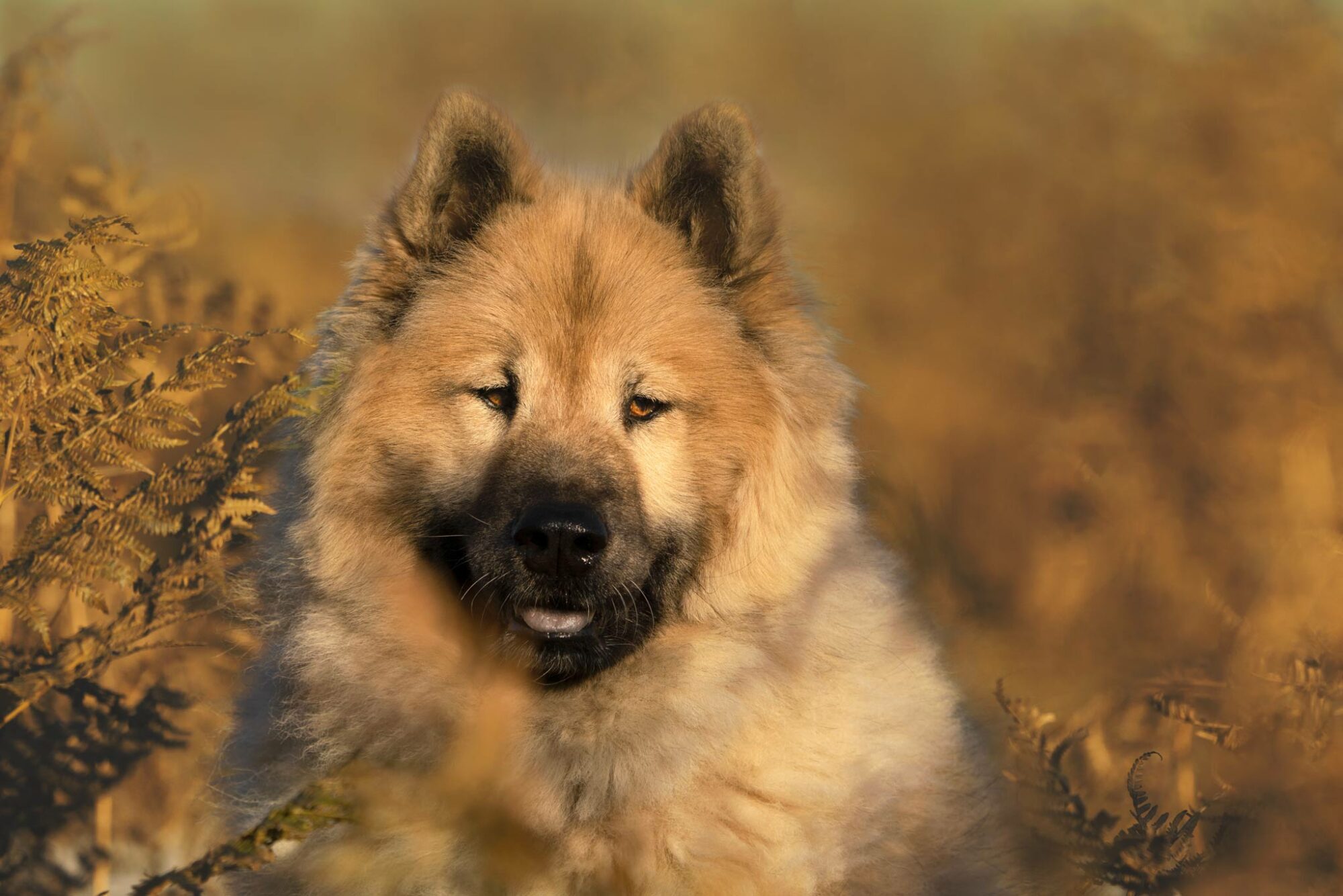 photo chien eurasier